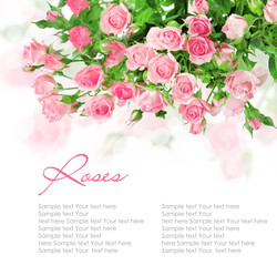 Pink roses postcard design