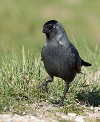 Obraz premium Front view of a western jackdaw, crow family bird