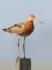 Black Tailed Godwit at a green background