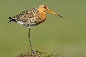 Black Tailed Godwit at a green background