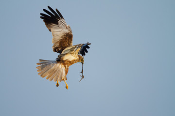 Marsh Harrier in flight