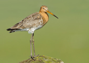Black Tailed Godwit at a green background