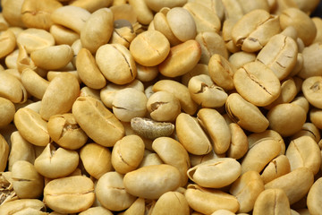 Fresh coffee beans not roast