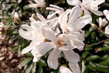 Magnolia proctoriana in full flower