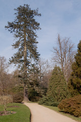 Fototapeta na wymiar Pine tree in winter