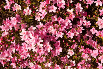 section of pink azalea in early spring