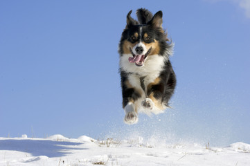 Hund im Schnee