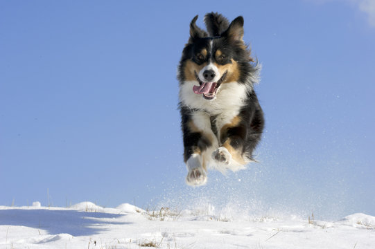 Hund im Schnee