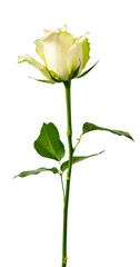 white rose .