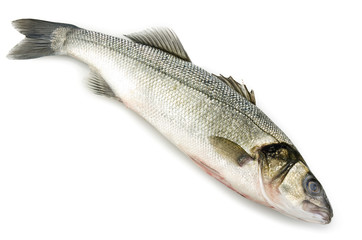 sea bass