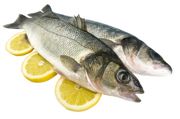 sea bass