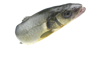 sea bass