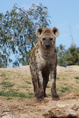 Spotted (laughing) Hyena - Crocuta crocuta