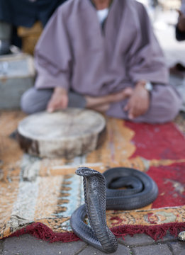 Snake with charmers in Marrakesh.
