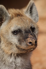 Obraz premium Spotted (laughing) Hyena - Crocuta crocuta
