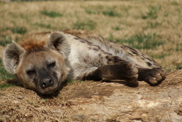 Spotted (laughing) Hyena - Crocuta crocuta