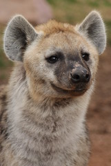 Spotted (laughing) Hyena - Crocuta crocuta