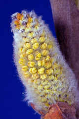 Kwitnące wiosenne bazie 2 © GKor