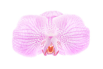 Fototapeta na wymiar one rosy beautiful orchid isolated on white background
