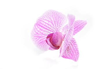 Obraz premium one rosy beautiful orchid isolated on white background