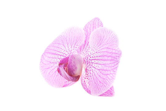 Fototapeta one rosy beautiful orchid isolated on white background
