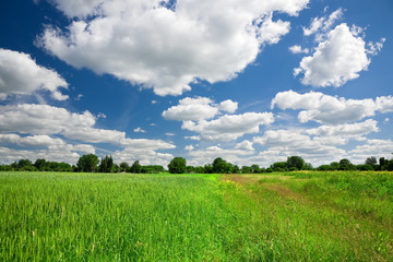 Green wheat field on blue sky background