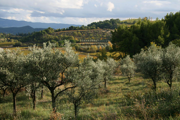 Olive trees in Provence