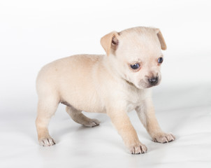chihuahua puppy  in front of a white background