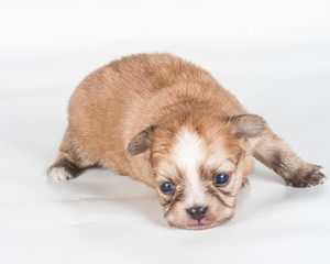 chihuahua puppy  in front of a white background