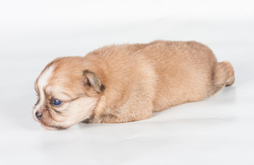 chihuahua puppy  in front of a white background