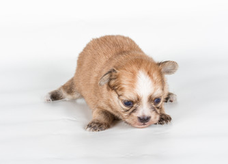 chihuahua puppy  in front of a white background