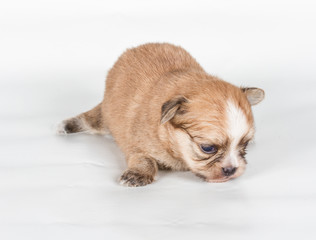 chihuahua puppy  in front of a white background