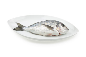 Dorada seafood on white elliptic plate with shadow. Bream fish.