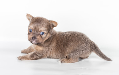 Fototapeta na wymiar chihuahua puppy in front of a white background