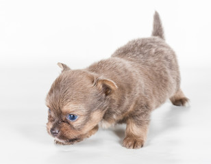 chihuahua puppy  in front of a white background