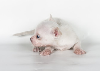 chihuahua puppy  in front of a white background