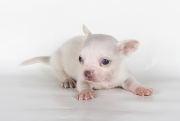 chihuahua puppy  in front of a white background