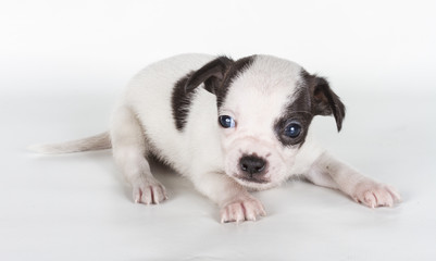 Obraz premium chihuahua puppy in front of a white background
