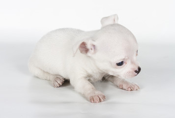 chihuahua puppy  in front of a white background