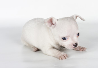chihuahua puppy  in front of a white background