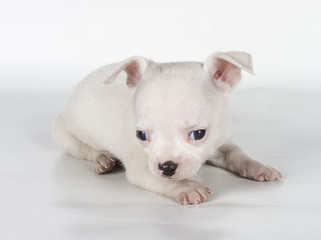 chihuahua puppy  in front of a white background