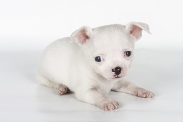 chihuahua puppy  in front of a white background