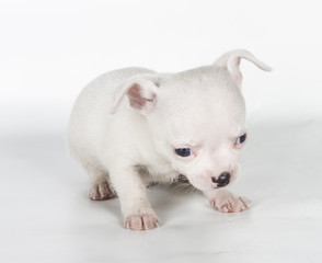 Fototapeta premium chihuahua puppy in front of a white background