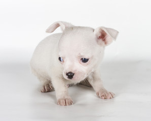 chihuahua puppy  in front of a white background