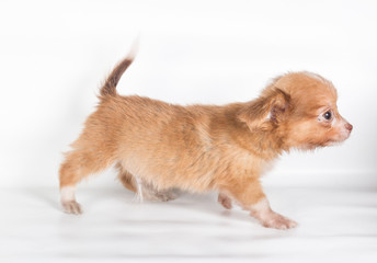 chihuahua puppy  in front of a white background