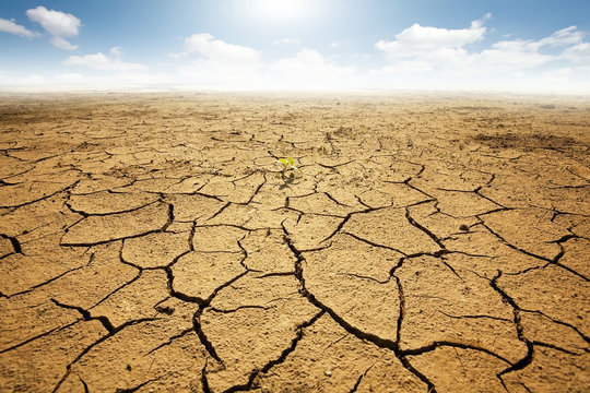 Dryed land with cracked ground. Desert