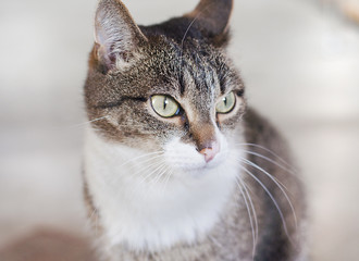 cat standing on the floor