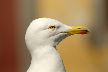 Cabeza de gaviota