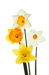 Fototapeta na wymiar Daffodil selection