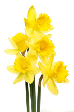 Daffodil group